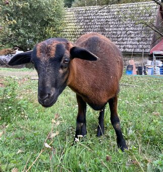 Kamerunska jehnička - 6