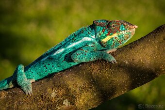 chameleon pardálí, terárium - 6