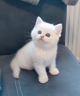 Britská koťata❤️extra kvalita - 6