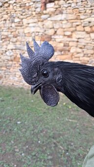 Kohouti Ayam Cemani, Cemanky, Cemanské slepice - 6