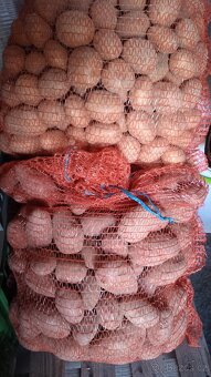 Brambory na uskladnění - 6