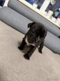 Francouzský buldoček - 6