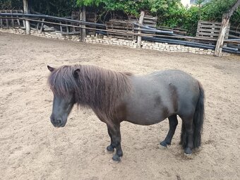 Shetland pony - 6