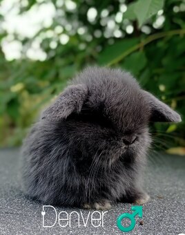 Zakrslý králíček Mini lop - 6