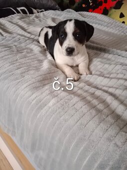 Jack Russell - 6