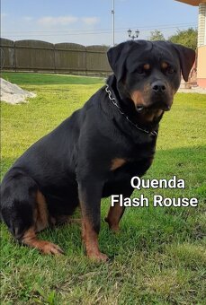 Štěňata Rotvajlera s Průkazem původu - 6