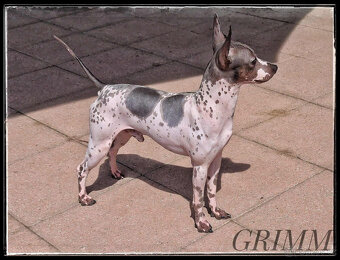 Chovatelská stanice Silesia Iron americký bezsrstý teriér - 6