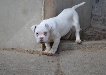 American bully pocket/ standard - 6