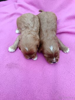 Cavapo, kavapo, cavapoo - 6