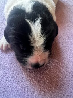 🐾 Štěňátka Landseera s výstavními i pracovními předpoklady - 6