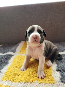 Americký stafordšírský teriér s PP - 6