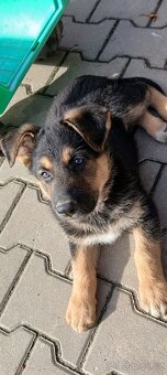 Německý ovčák - štěňata - 6