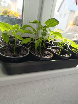 Sazenice rajčat a paprik - 6