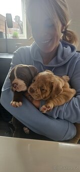 American bully micro/pocket - 6