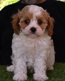 CAVAPOO štěňátka po zdravotně testovaných rodičích - 6