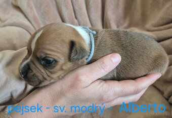 Stafordšírský bulteriér s pp - 6