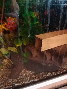Akvarijní stěna - 6