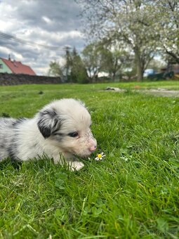 Border kolie - 6