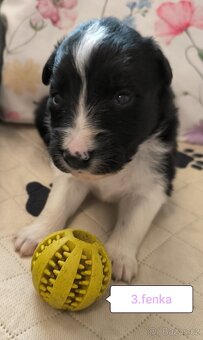 Border kolie bez PP - 6
