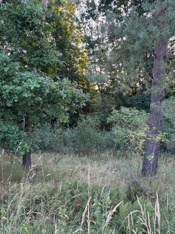 Prodej lesního pozemku v k.ú. Horní Bukovina - 6