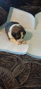 Štěňátka SAO - 6