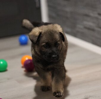 Německý ovčák štěňata s PP ❤️ - 6