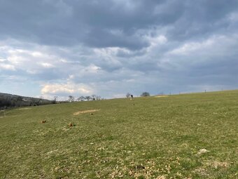 Pastevní ustájení - 6