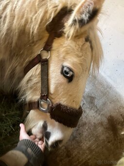 Irsky cob hrebecek - 6