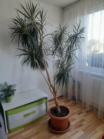 Palma dracena vysoká 250 cm - 6