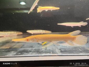 arapaima gigas+mix - 6