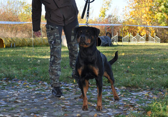 Rotvajler - pejsek s PP - 6