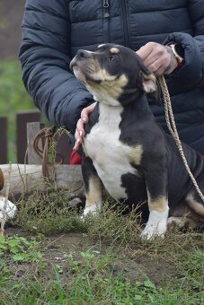 American Bully - pocket x standart - otec šampion - 6