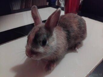 Zakrslý králík ihned k odběru - 6