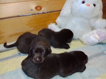 Labradorský retrívr štěně - 6