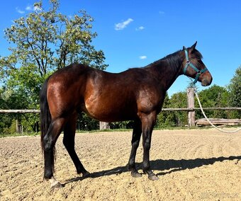 Na prodej: BR Electric Spook - 6