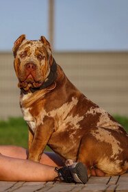 American bully xl - 6