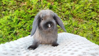 Zakrslý beránek, králíček, králík - PATRICIE - 6