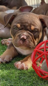American Bully pocket - 6
