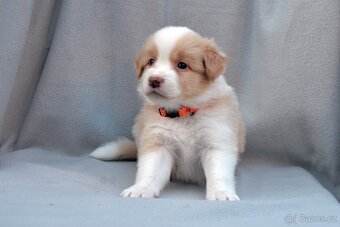 Border Kolie S PP - 6