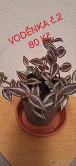 Pokojové rostliny - 6