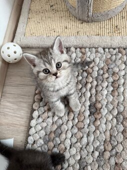 Britská koťata Whiskas - 6