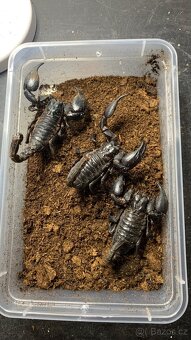Štíři - aktuální nabídka 5.6 - 6