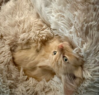 Kocourek, kote, kocour - 6