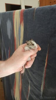 osmáčata osmák degu, myšáci - 6