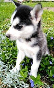 Sibirsky husky - 6