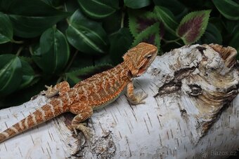 Agama vousatá - Coral - 6