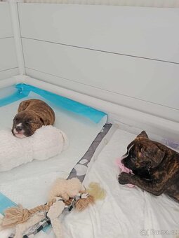 Americký stafordšírský teriér - 6