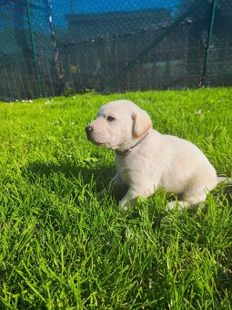 Štěňata labradora - 6