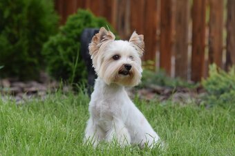 Yorkshire terrier s PP - jorkširsky terier - 6