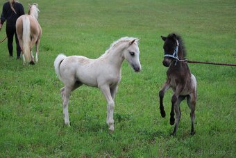 Luxusní welsh moutain pony - 6